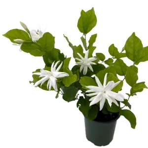 Belle of India Jasmine Live Plant – Fragrant Sambac – 4 inch Pot – Indoor/Outdoor - Image 1