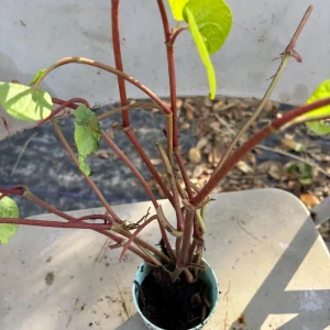 Betel Leaf Cuttings - 8 Fresh Piper Betle Stems for Propagation - Image 1
