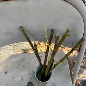 Betel Leaf Cuttings - 8 Fresh Piper Betle Stems for Propagation - Image 5