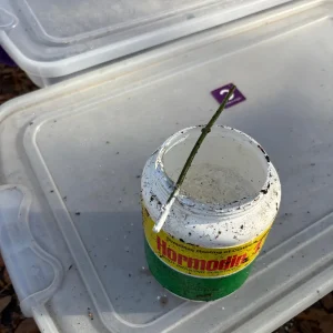 Betel Leaf Cuttings - 8 Fresh Stems, Ready to Plant, Live Plant - Image 2