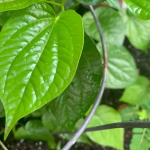 Betel Leaf Cuttings - 8 Fresh Stems, Ready to Plant, Live Plant - Image 4