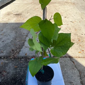 Betel Leaf Live Plant (Piper Betle) - Nagarvelly Vine, 2ft Tall, 6 inch Pot - Image 2