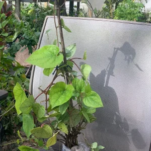 Betel Leaf Live Plant (Piper Betle) - Nagarvelly Vine, 2ft Tall, 6 inch Pot - Image 6