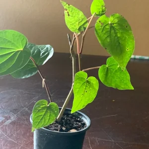 Betel Leaf Paan Live Plant - Healthy Rooted Plant in 4 inch Pot - Image 4