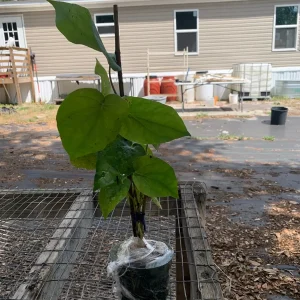 Betel Leaf Paan Live Plant - Healthy Rooted Plant in 4 inch Pot - Image 7