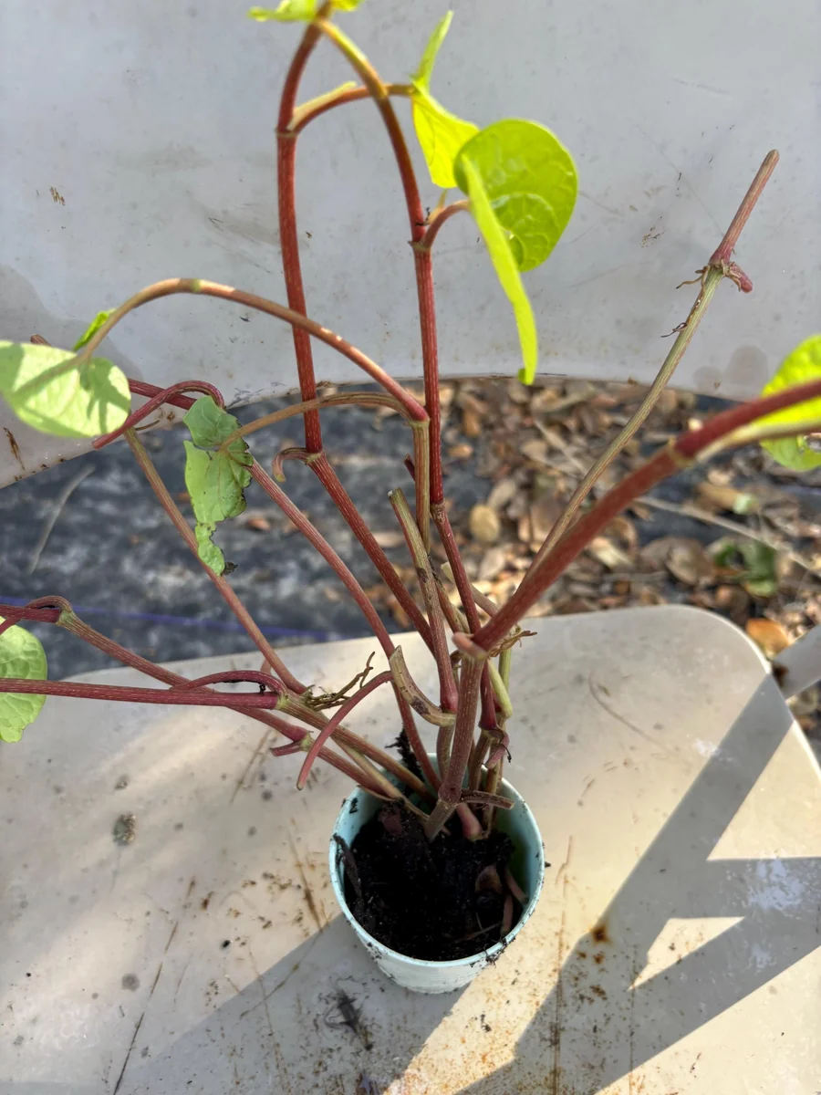 Betel Leaf Paan Plant - Live Herb Vine, 4 inch Pot, Indoor/Outdoor - Image 10