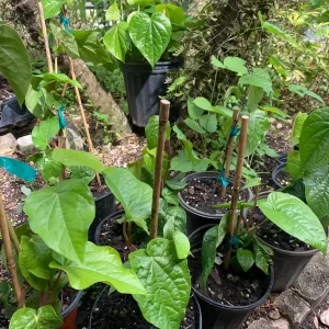 Betel Leaf Paan Plant - Live Herb Vine, 4 inch Pot, Indoor/Outdoor - Image 2