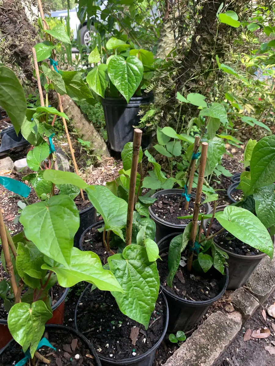 Betel Leaf Paan Plant - Live Herb Vine, 4 inch Pot, Indoor/Outdoor - Image 2