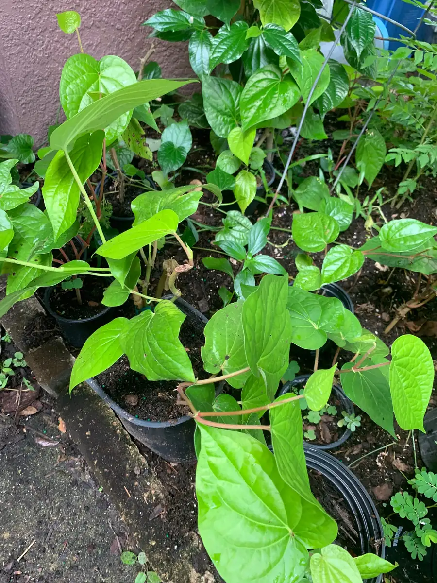 Betel Leaf Paan Plant - Live Herb Vine, 4 inch Pot, Indoor/Outdoor - Image 3