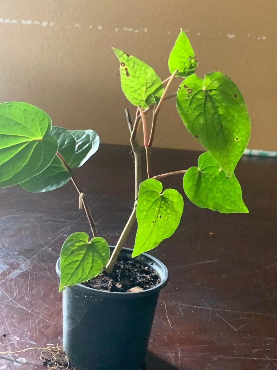 Betel Leaf Paan Plant - Live Herb Vine, 4 inch Pot, Indoor/Outdoor - Image 4