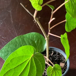 Betel Leaf Paan Plant - Live Herb Vine, 4 inch Pot, Indoor/Outdoor - Image 5