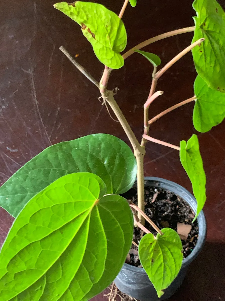 Betel Leaf Paan Plant - Live Herb Vine, 4 inch Pot, Indoor/Outdoor - Image 5