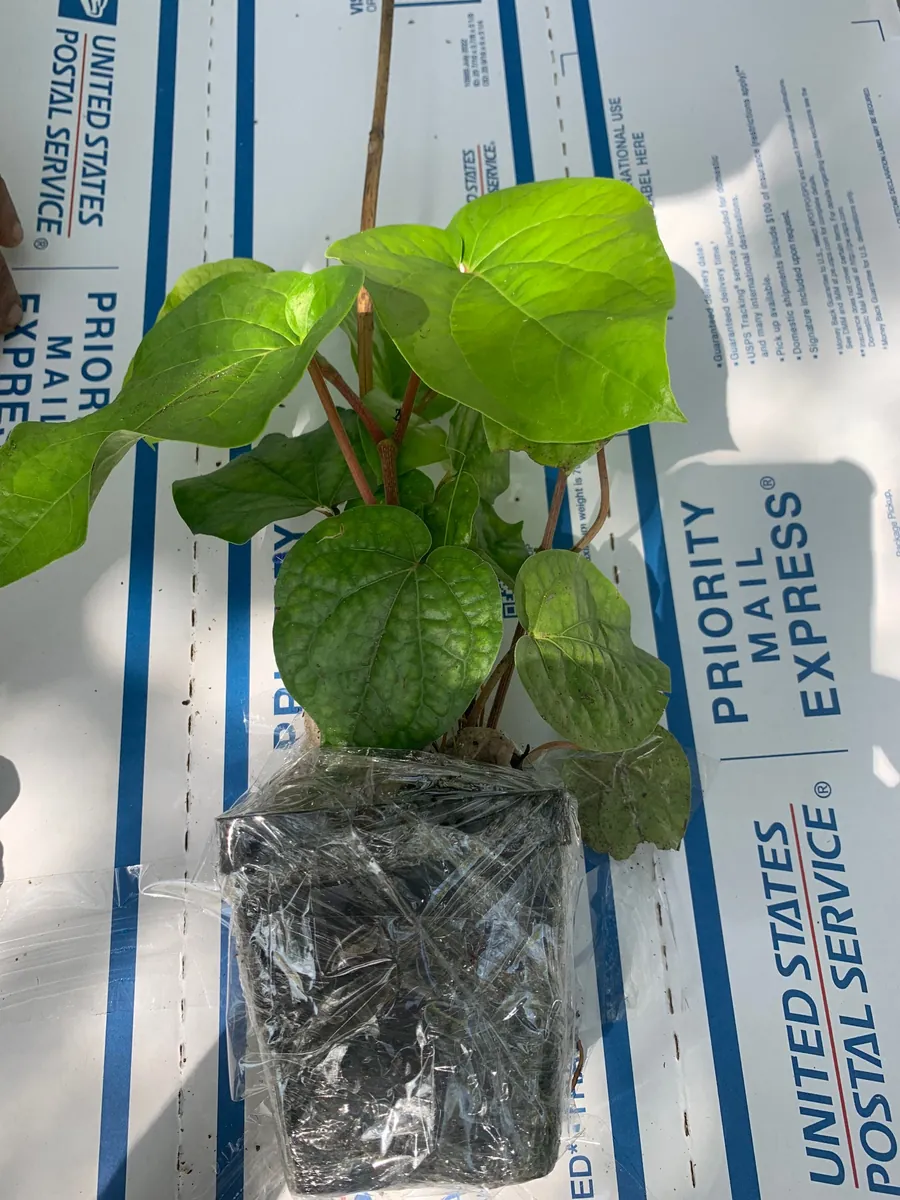 Betel Leaf Paan Plant - Live Herb Vine, 4 inch Pot, Indoor/Outdoor - Image 6