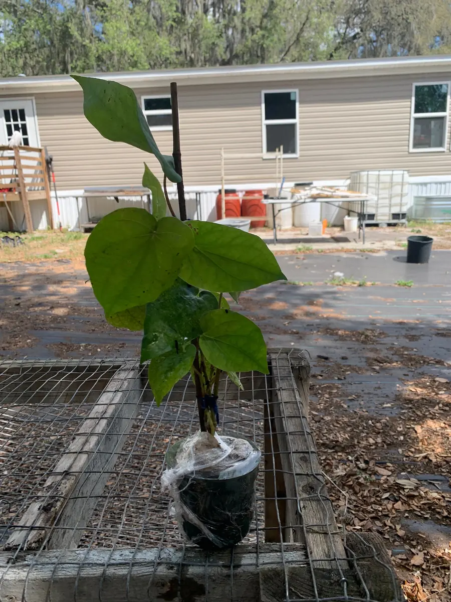 Betel Leaf Paan Plant - Live Herb Vine, 4 inch Pot, Indoor/Outdoor - Image 7