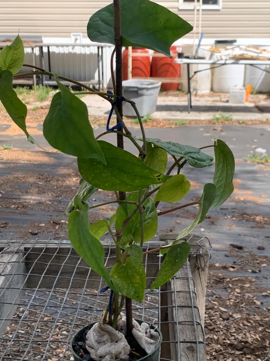 Betel Leaf Paan Plant - Live Herb Vine, 4 inch Pot, Indoor/Outdoor - Image 8
