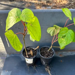 Betel Leaf Paan Plant - Live Herb Vine, 4 inch Pot, Indoor/Outdoor - Image 9