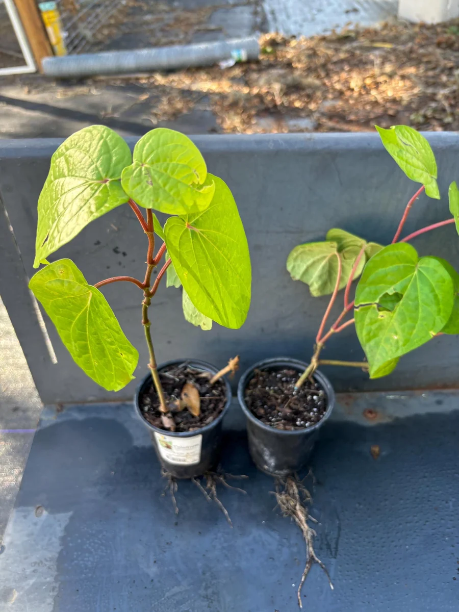 Betel Leaf Paan Plant - Live Herb Vine, 4 inch Pot, Indoor/Outdoor - Image 9