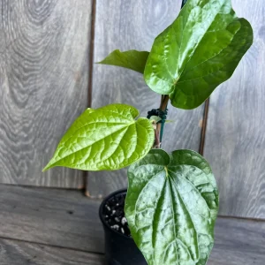 Betel Leaf Plant - Piper Betel Live Plant in 4 inch Pot - Edible Vine - Image 4