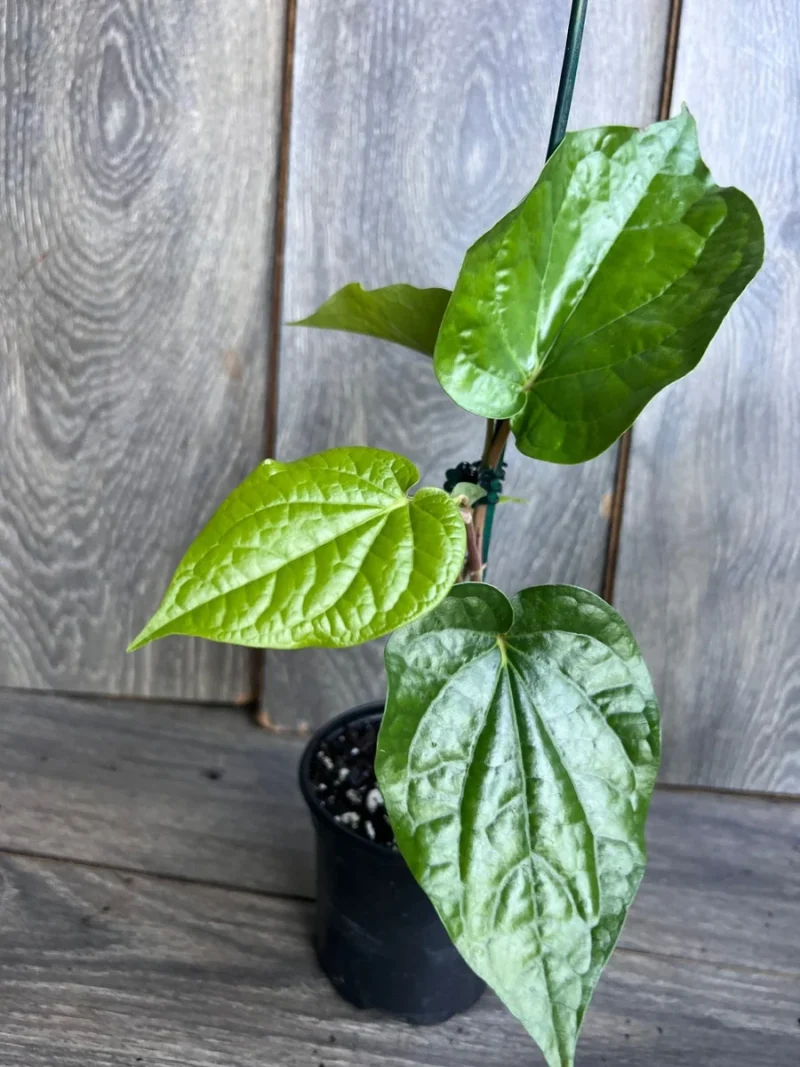 Pyper Beel Betel Leaf Plant Piper Betel 4