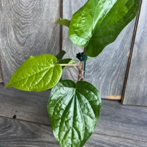 Betel Leaf Plant - Piper Betel Live Plant in 4 inch Pot - Edible Vine - Image 5