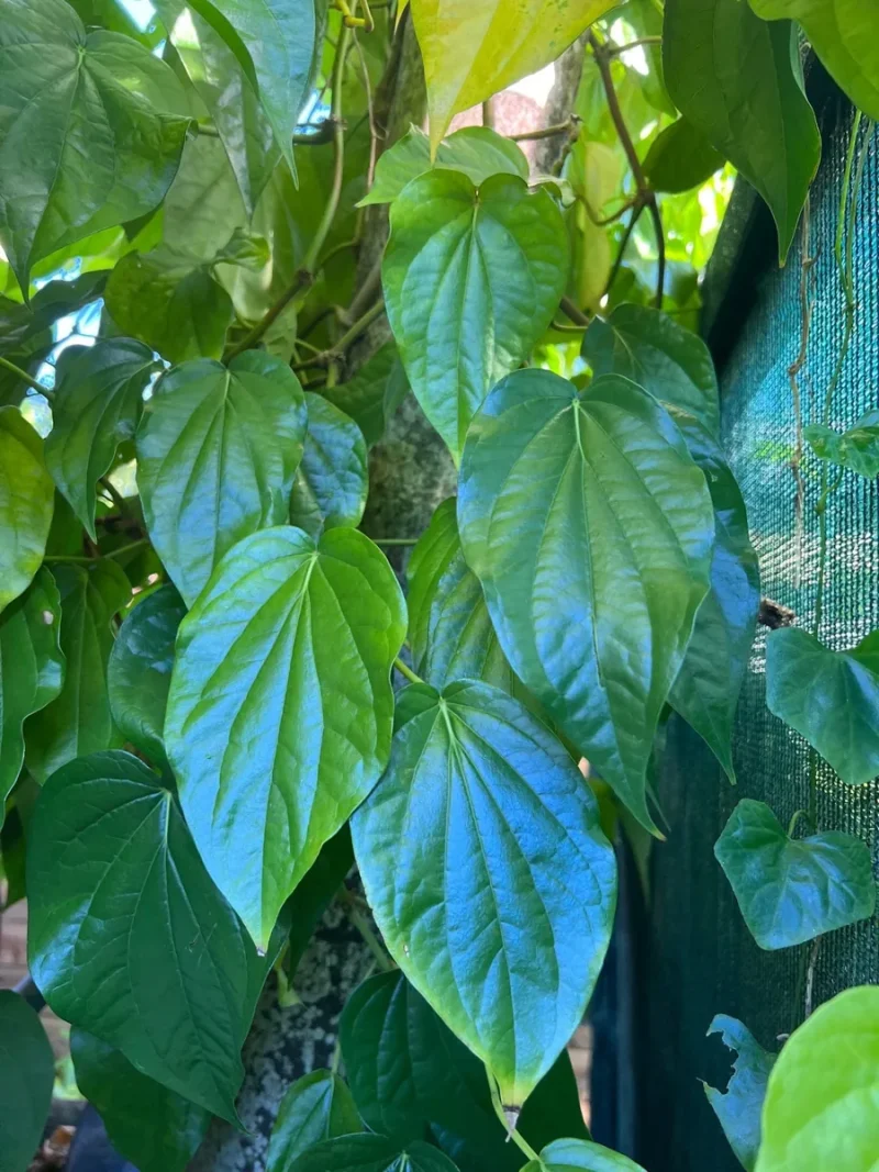 Pyper Beel Betel Leaf Plant Piper Betel 4