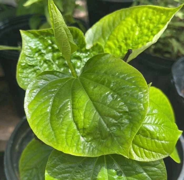 Betel Leaves Bareroot Plant - Piper lolot Edible Herb Live Roots for Home Garden - Image 2