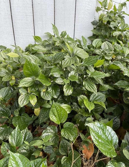 Betel Leaves Bareroot Plant - Piper lolot Edible Herb Live Roots for Home Garden - Image 3