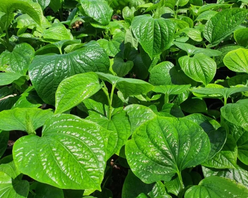 Betel Leaves Bareroot Plant - Piper lolot Edible Herb Live Roots for Home Garden - Image 1
