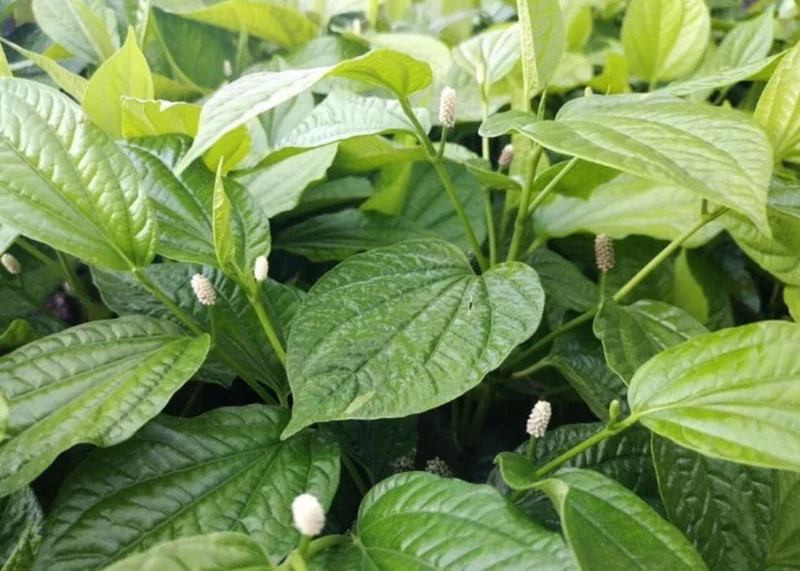 Betel Leaves Bareroot Plant - Piper lolot Edible Herb Live Roots for Home Garden - Image 4