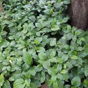 Betel Leaves Bareroot Plant - Piper lolot Edible Herb Live Roots for Home Garden - Image 6