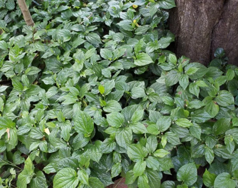 Betel Leaves Bareroot Plant - Piper lolot Edible Herb Live Roots for Home Garden - Image 6