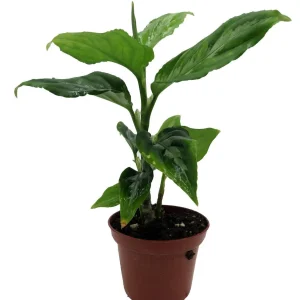 Bicolor Chinese Evergreen Live Plant - Aglaonema pictum - 2.5 inch Pot - Image 4