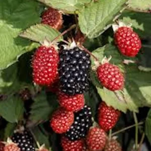 Big Daddy Thornless Blackberry Live Plant - High Yield Fruit Bush, Outdoor - Image 3