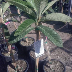 Big Jim Loquat Grafted Live Fruit Tree - 2 Feet Tall - Ship in 3 Gal Pot - Image 2