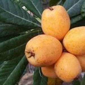Big Jim Loquat Grafted Live Fruit Tree - 2 Feet Tall - Ship in 3 Gal Pot - Image 1