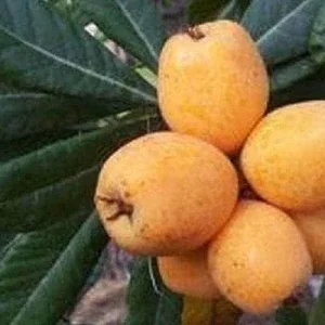 Big Jim Loquat Tree Live Plant – Seedling, 1-2 Feet Tall, Ship in 6 inch Pot - Image 1