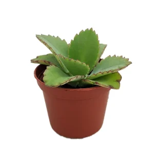 Big Mama Mother-of-Thousands Plant - Kalanchoe - 2.5" Pot - Image 2