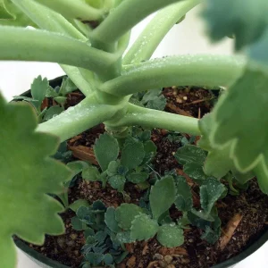 Big Mama Mother-of-Thousands Plant - Kalanchoe - 2.5" Pot - Image 3