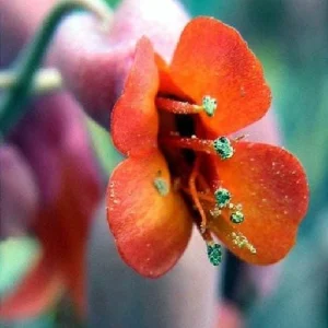 Big Mama Mother-of-Thousands Plant - Kalanchoe - 2.5" Pot - Image 4