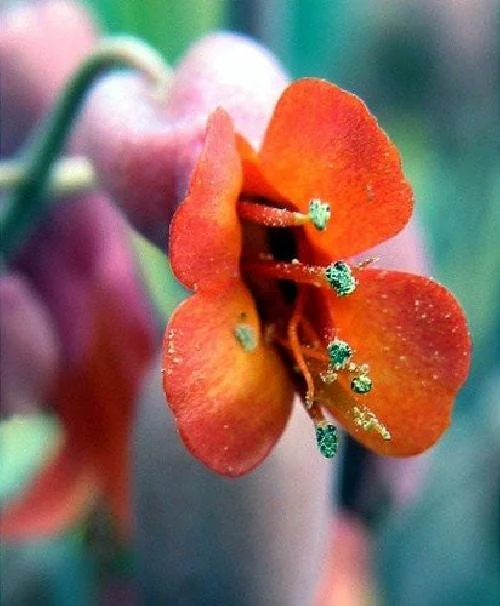 Big Mama Mother-of-Thousands Plant - Kalanchoe - 2.5" Pot - Image 4
