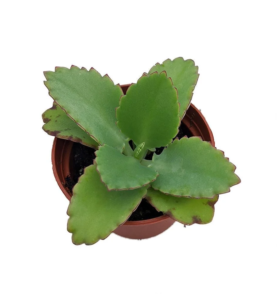 Big Mama Mother-of-Thousands Plant - Kalanchoe - 2.5" Pot - Image 1