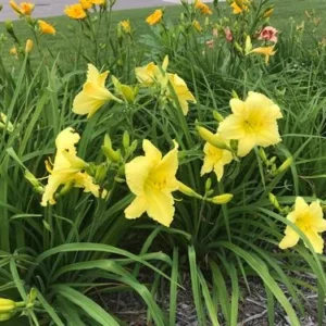 Big Time Happy Daylily Bare Root Plant - Reblooming Yellow Flowers, 18" Tall, Fragrant, Attracts Pollinators, Outdoor Perennial - Image 2