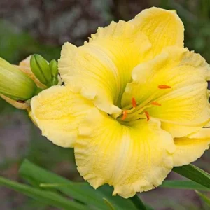 Big Time Happy Daylily Bare Root Plant - Reblooming Yellow Flowers, 18" Tall, Fragrant, Attracts Pollinators, Outdoor Perennial - Image 1