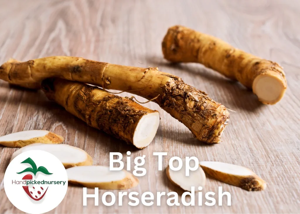 Big Root Promt Big Top Horseradish Root - Hardy Perennial for Culinary Use