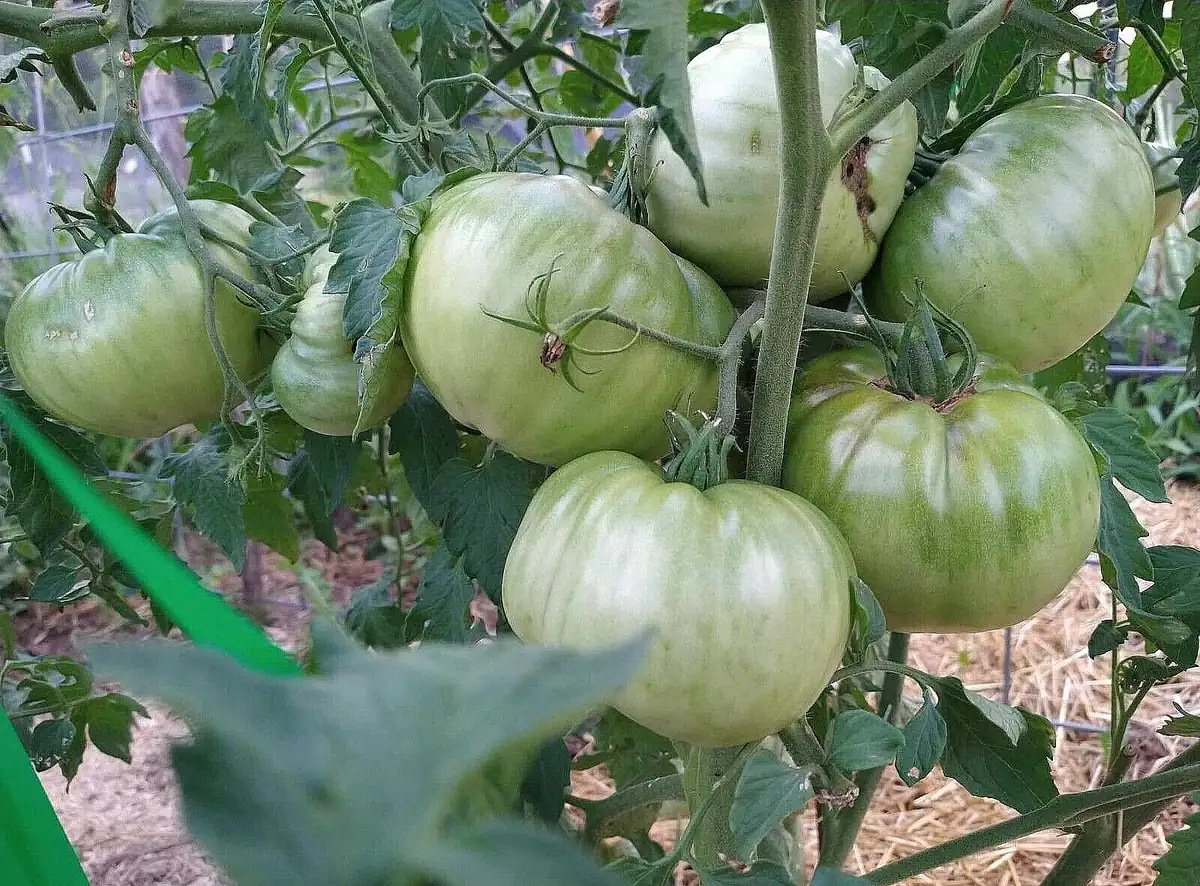 Big Zac Tomato Seeds – 25 Organic Heirloom Competition XL Size Vegetable Seeds for Garden - Image 6