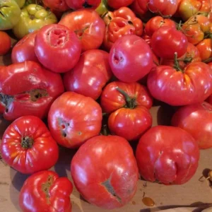 Big Zac Tomato Seeds – 25 Organic Heirloom Competition XL Size Vegetable Seeds for Garden - Image 7