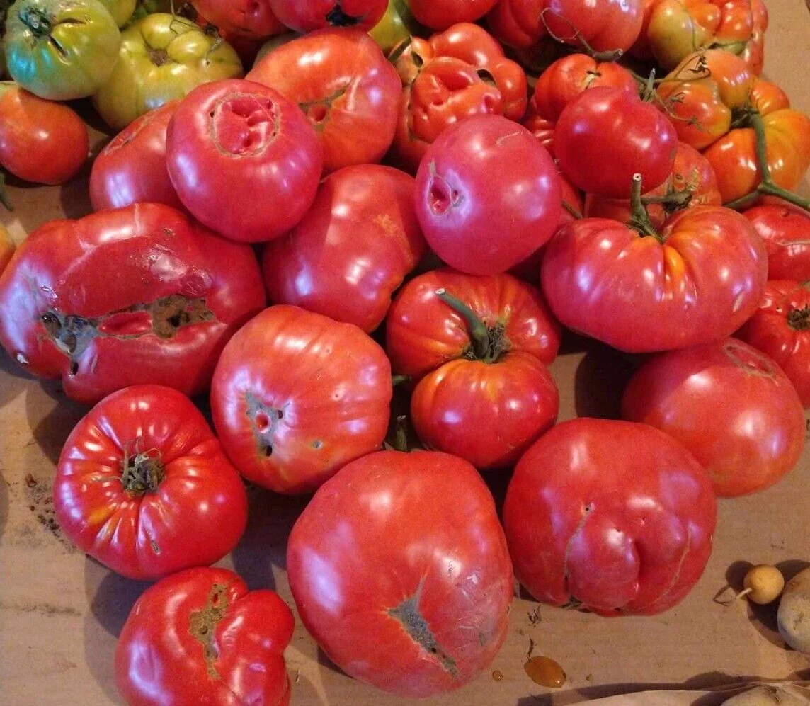 Big Zac Tomato Seeds – 25 Organic Heirloom Competition XL Size Vegetable Seeds for Garden - Image 7