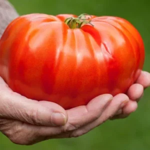 Big Zac Tomato Seeds – 25 Organic Heirloom Competition XL Size Vegetable Seeds for Garden - Image 8