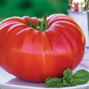 Big Zac Tomato Seeds – 25 Organic Heirloom Competition XL Size Vegetable Seeds for Garden - Image 9