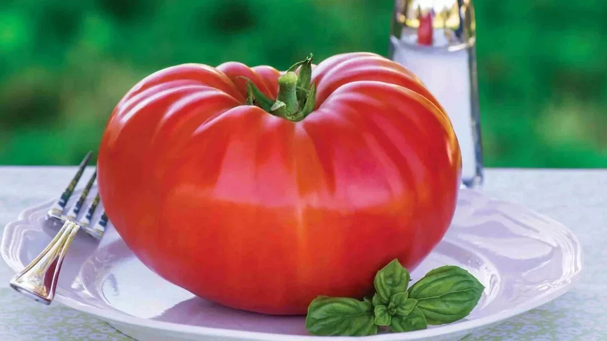 Big Zac Tomato Seeds – 25 Organic Heirloom Competition XL Size Vegetable Seeds for Garden - Image 9